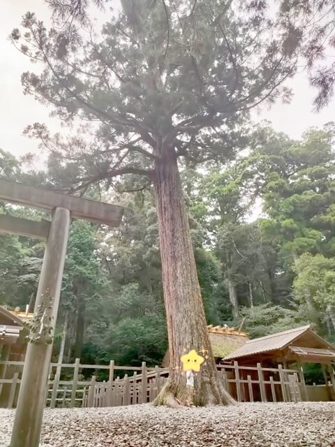瀧原宮・杉の木